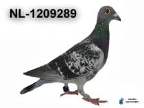 NL-1209289