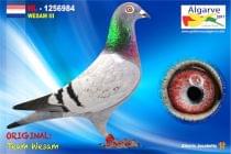NL-1256984