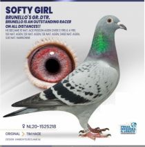NL-1525218-20