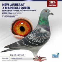NL-1571745-20