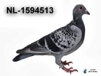 NL-1594513