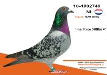 NL-1802746-18