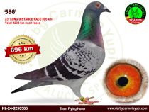 NL-24-8250586