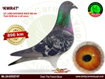 NL-24-8352747