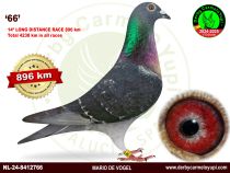 NL-24-8412766