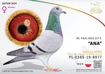 PL-0385-19-8977