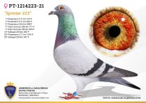 PT-1214223-21