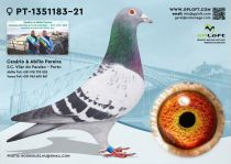 PT-1351183-21