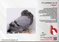 PT-4199829-24