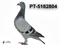 PT-5182804