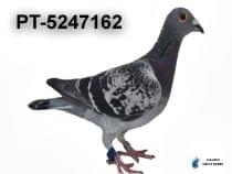 PT-5247162