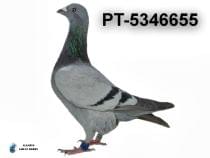 PT-5346655
