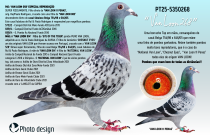 PT25-5350268