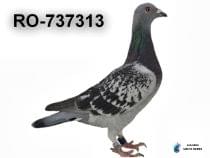 RO-737313