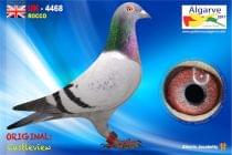 UK-4468