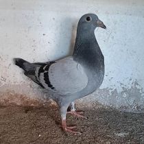 5030495-25
