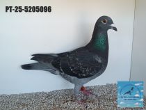 5205096-25
