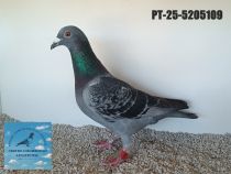5205109-25