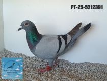 5212391-25