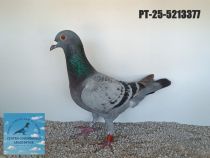 5213377-25