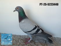 5223440-25