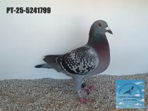 5241799-25