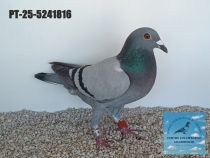 5241816-25