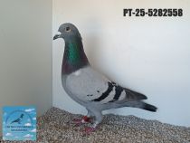 5282558-25
