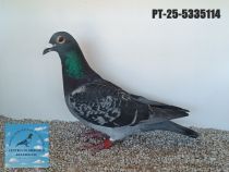 5335114-25
