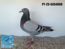 5354669-25