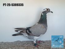 5389335-25