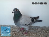 5389361-25