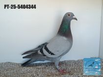 5404344-25