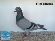 5412803-25