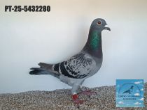 5432280-25