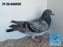5448197-25