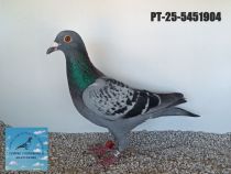 5451904-25