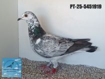 5451919-25