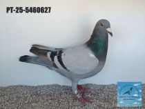 5460627-25