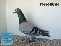 5465514-25