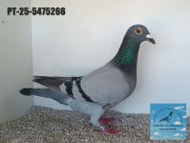 5475266-25