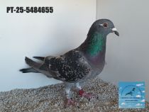 5484655-25