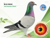 BE-25-1060304