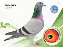 BE-25-6130273