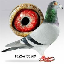 BE22-6133509