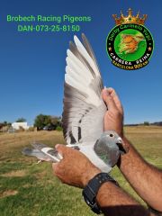 DAN-073-25-8150