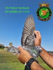 DV-05080-25-1372