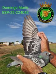 ESP-25-224042