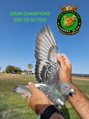 ESP-25-527933