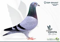 ESP-304647